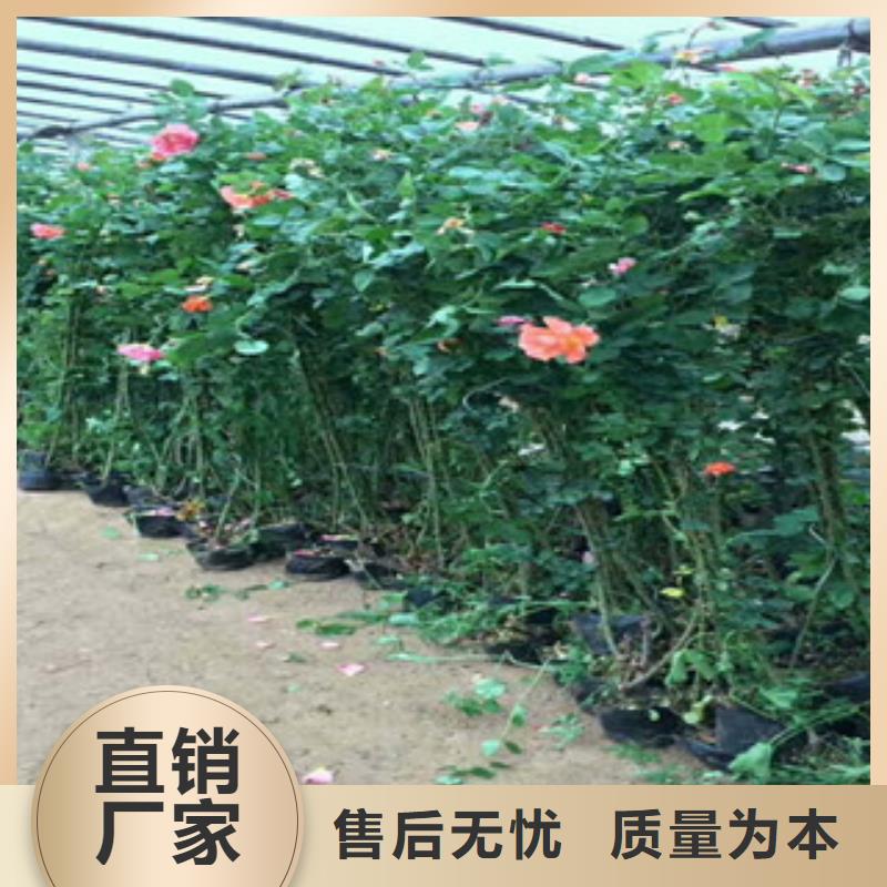 花海景觀_宿根花卉基地制造廠家