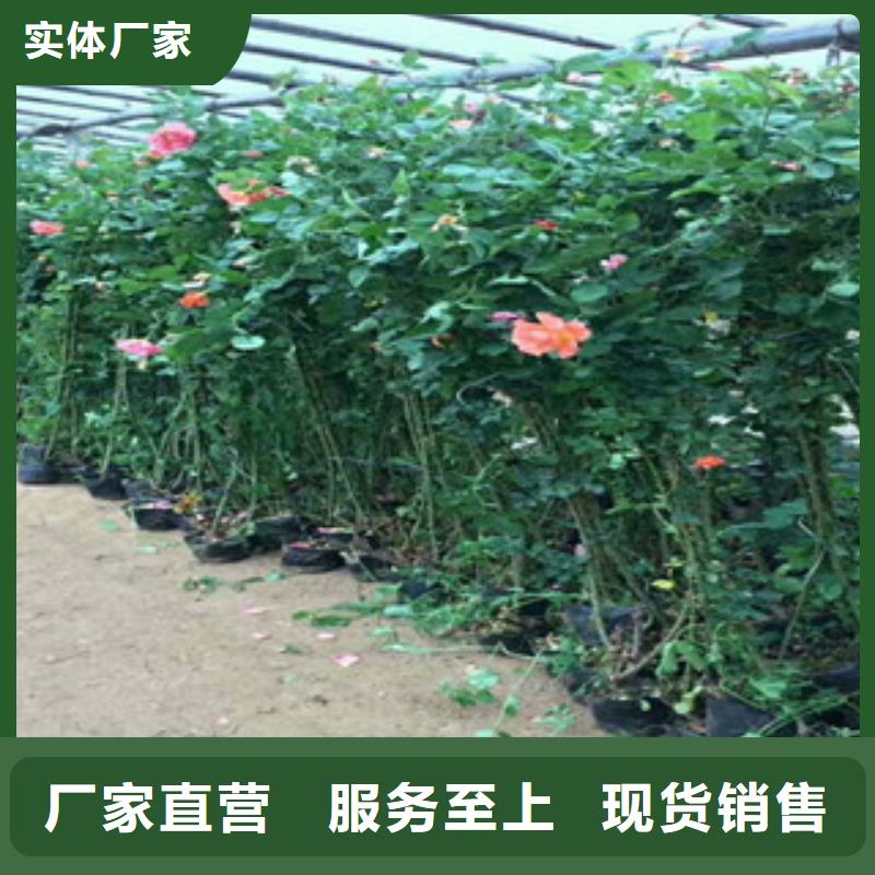 花海景觀宿根花卉基地廠家實力大