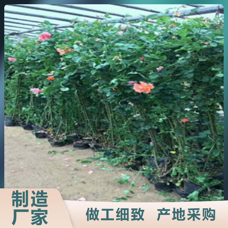 花海景觀_宿根花卉基地制造廠家