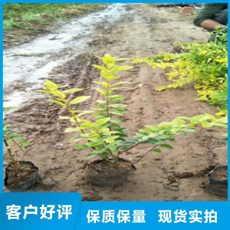花海景觀_宿根花卉基地制造廠家