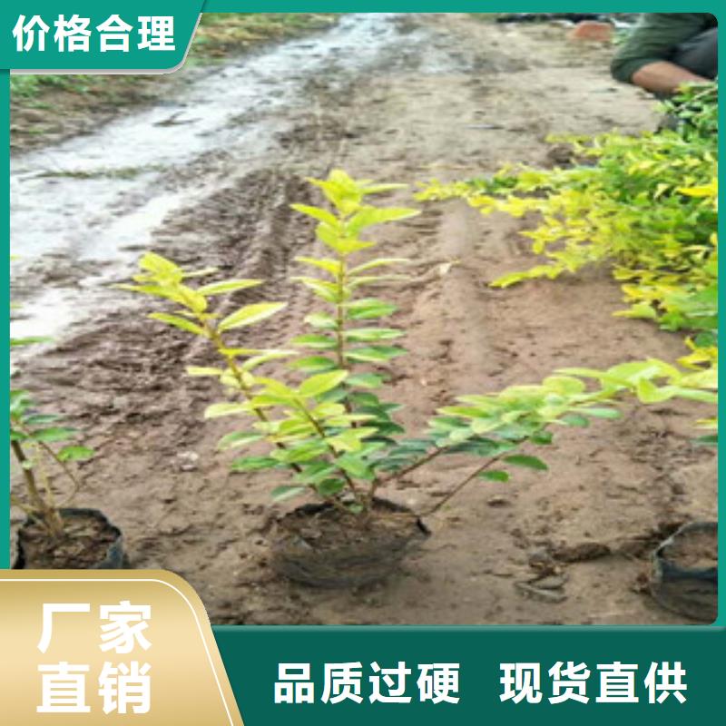 花海景觀_宿根花卉基地制造廠家