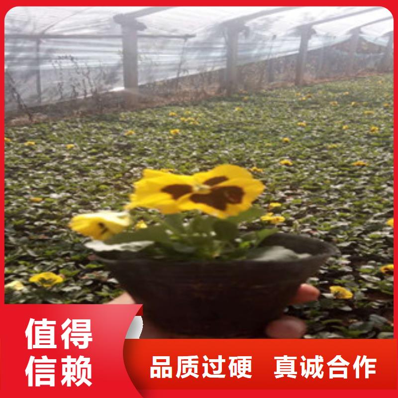花海景觀_宿根花卉基地制造廠家