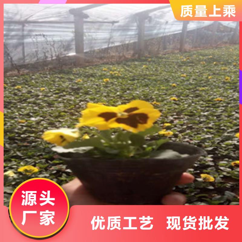 花海景觀_宿根花卉基地制造廠家
