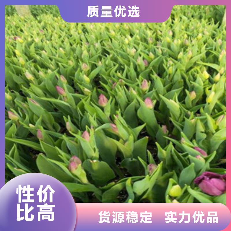 花海景觀_宿根花卉基地制造廠家