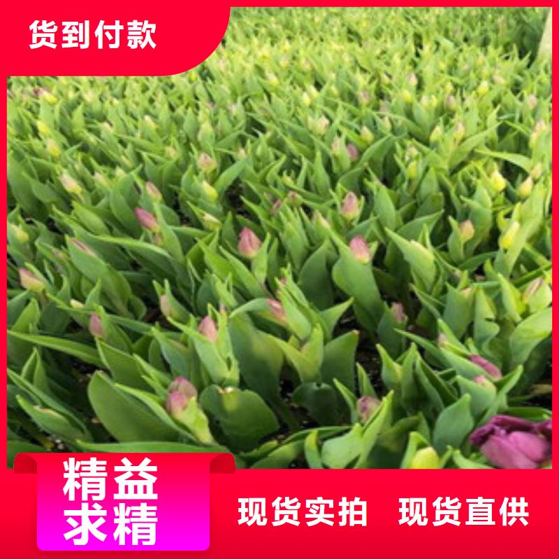 花海景觀_宿根花卉基地制造廠家
