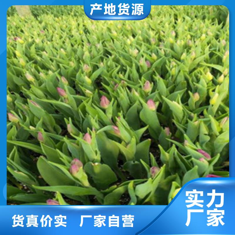 花海景觀宿根花卉基地廠家實力大