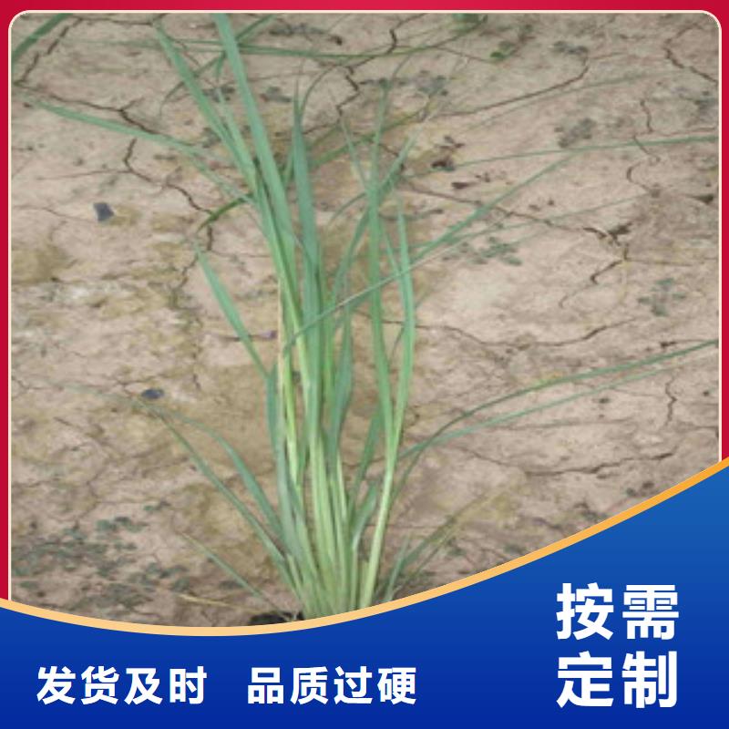 花海景觀宿根花卉基地廠家實力大