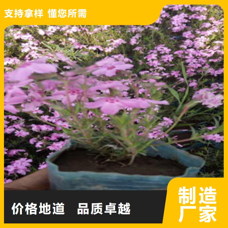 花海景觀_宿根花卉基地制造廠家