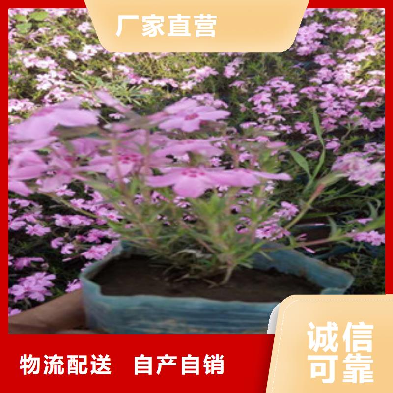 花海景觀_宿根花卉基地制造廠家
