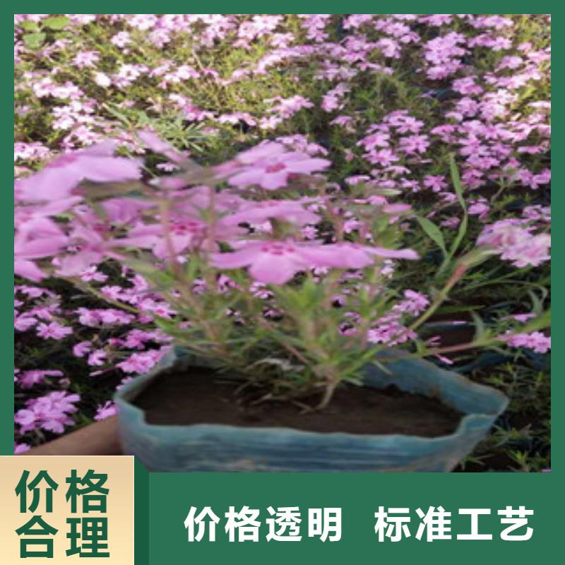 花海景觀宿根花卉基地廠家實力大