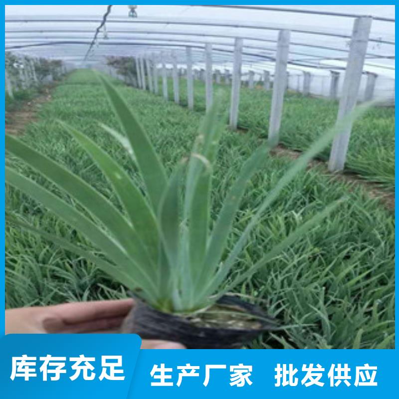 花海景觀宿根花卉基地廠家實力大