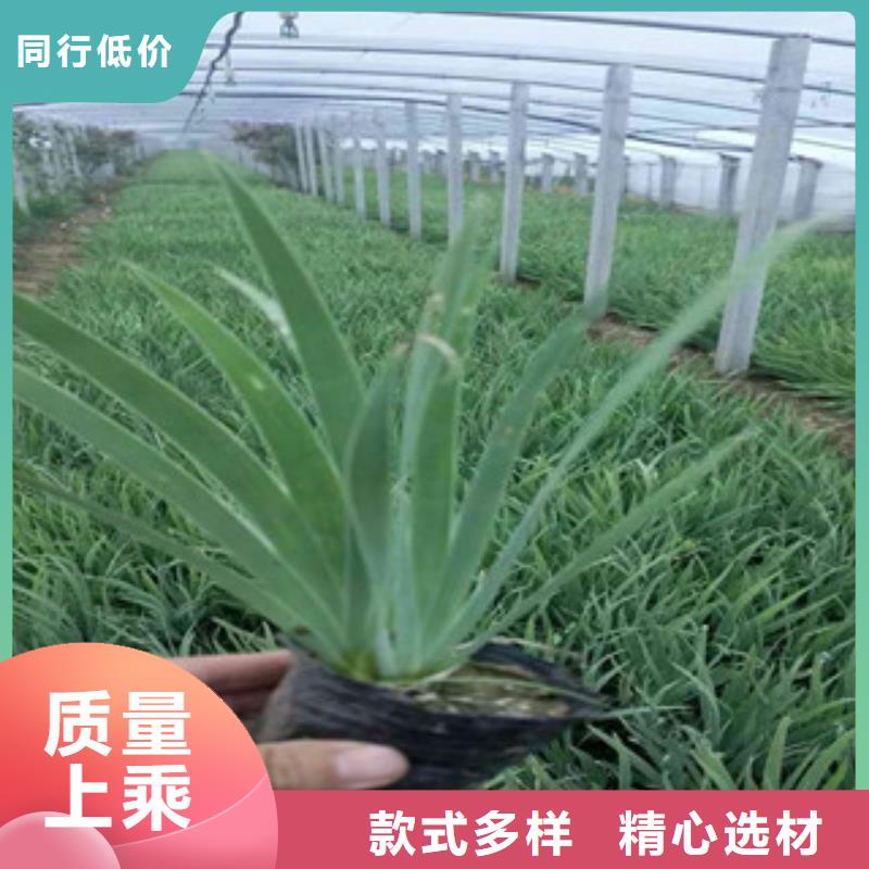 花海景觀_宿根花卉基地制造廠家