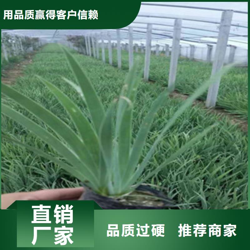 花海景觀_宿根花卉基地制造廠家