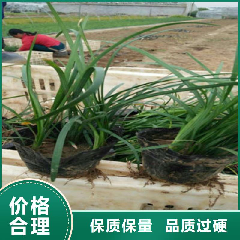 花海景觀宿根花卉基地廠家實力大