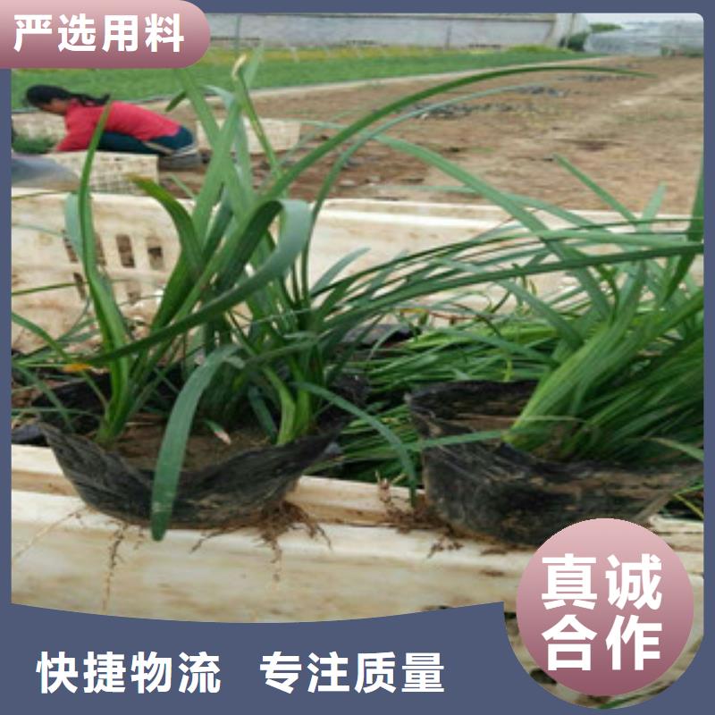 花海景觀_宿根花卉基地制造廠家