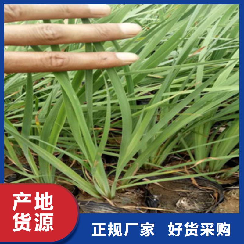 花海景觀_宿根花卉基地制造廠家
