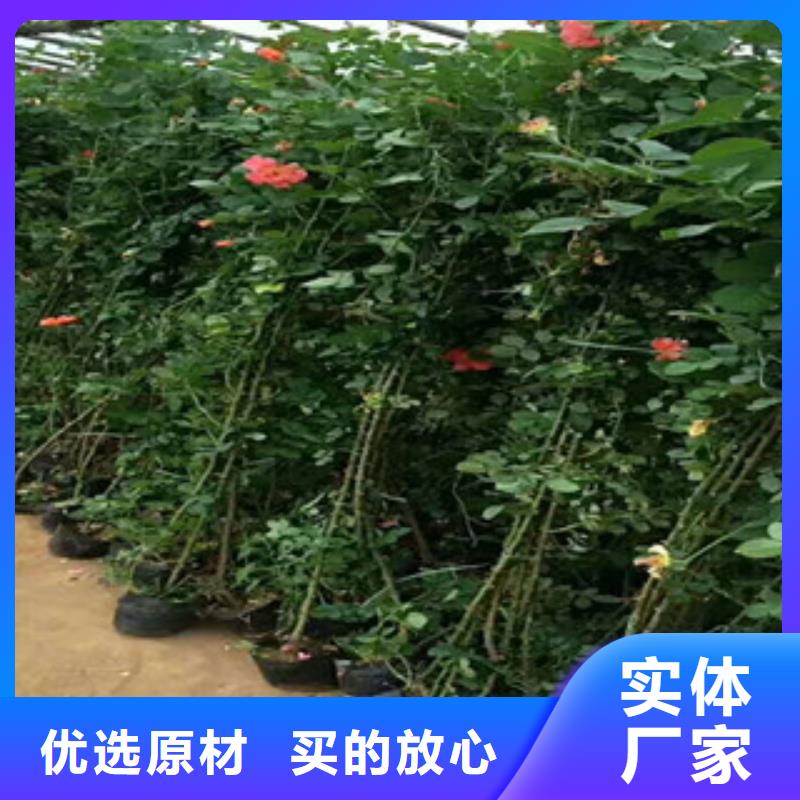花海景觀_宿根花卉基地制造廠家
