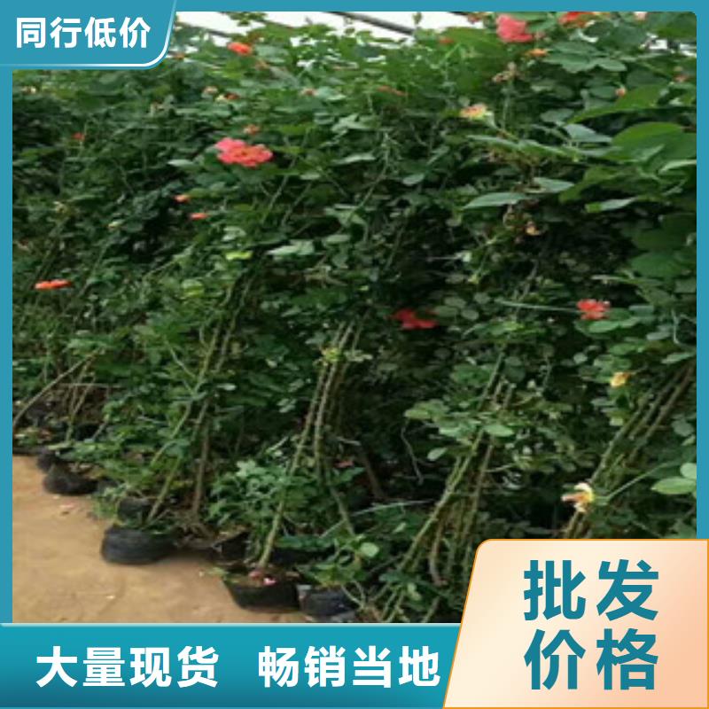 花海景觀宿根花卉基地廠家實力大