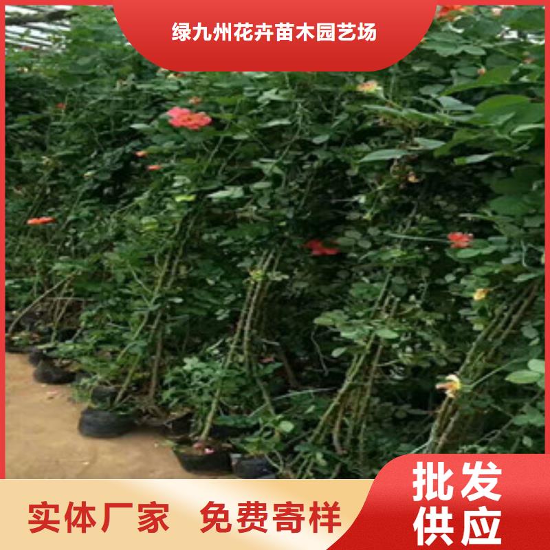 花海景觀_宿根花卉基地制造廠家