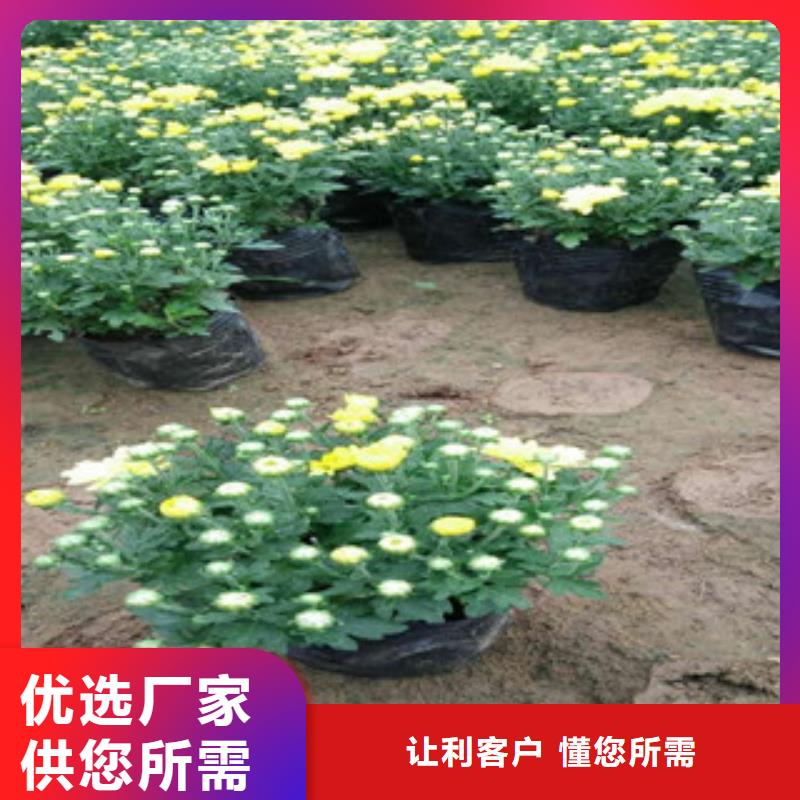 花海景觀宿根花卉基地廠家實力大