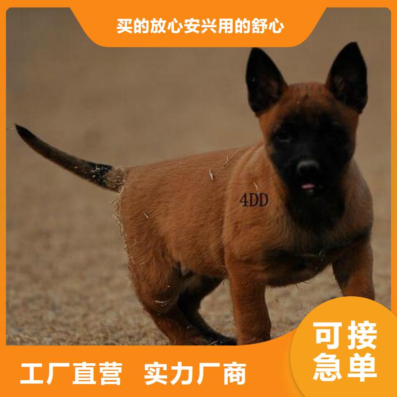 杜高犬视频-威远|隆昌|眉山|广安|宜宾|凉山|巴中|攀枝花|雅安一品杜高犬_ 一品犬舍(内江市分公司)