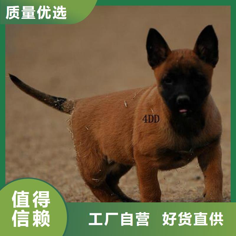 杜高犬视频-杜高犬(一品)覆盖地域四川省自贡市大安|富顺|遂宁|宜宾|阿坝|凉山