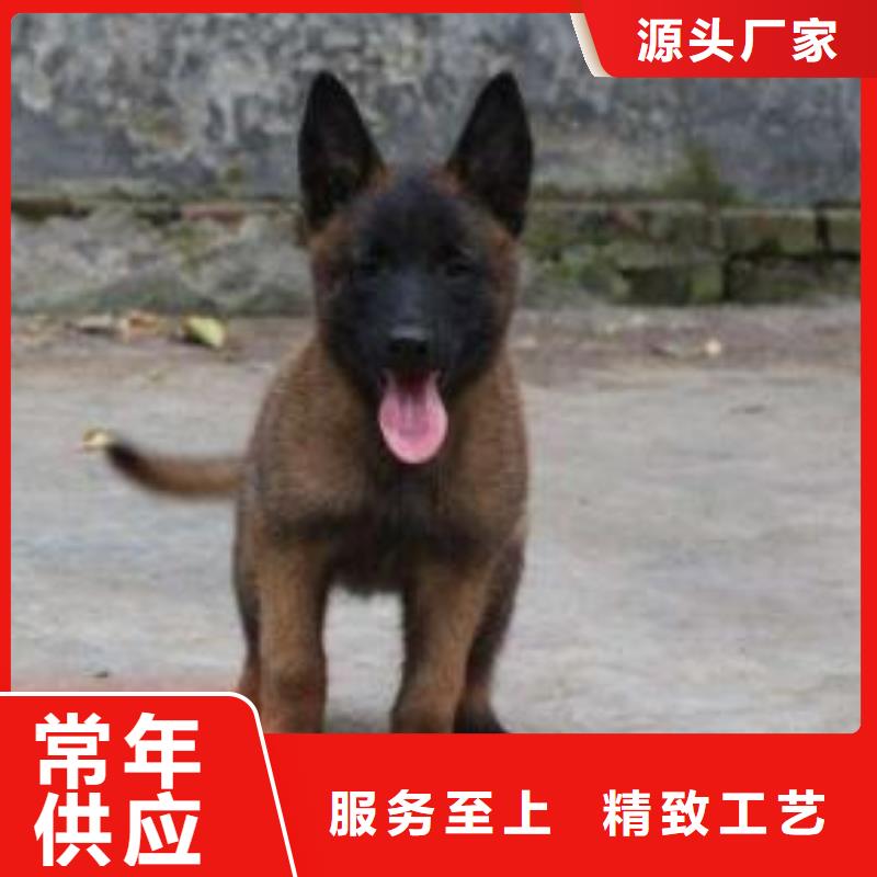 杜高犬视频-杜高犬(一品)覆盖地域四川省自贡市大安|富顺|遂宁|宜宾|阿坝|凉山