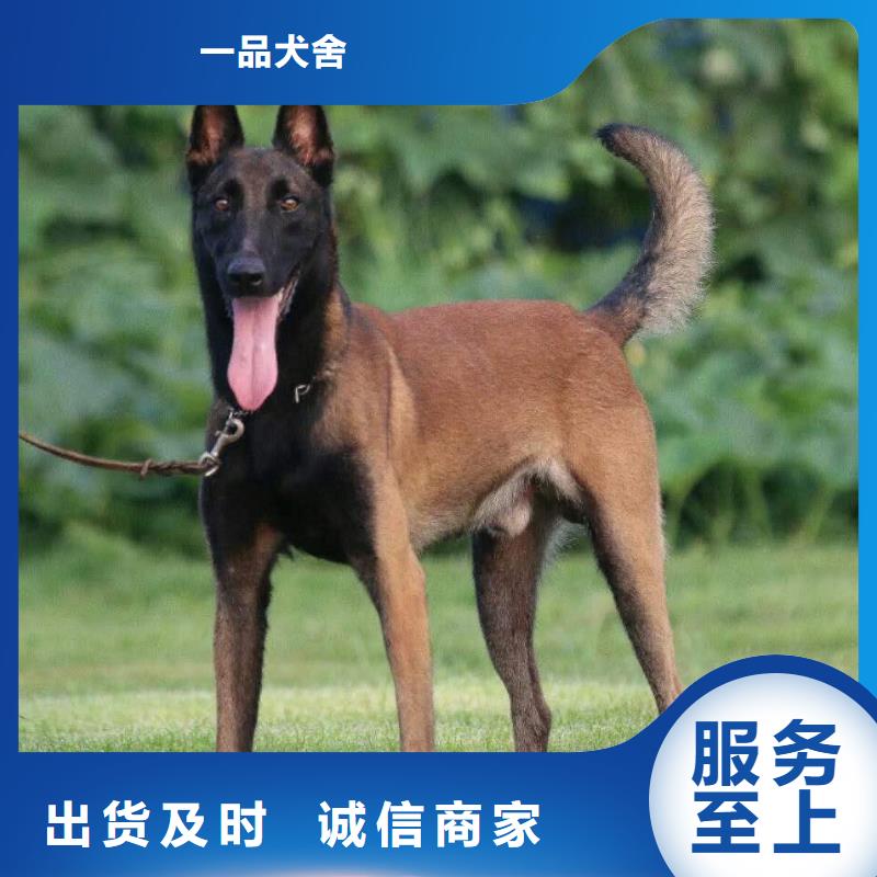 杜高犬视频-杜高犬(一品)覆盖地域四川省自贡市大安|富顺|遂宁|宜宾|阿坝|凉山