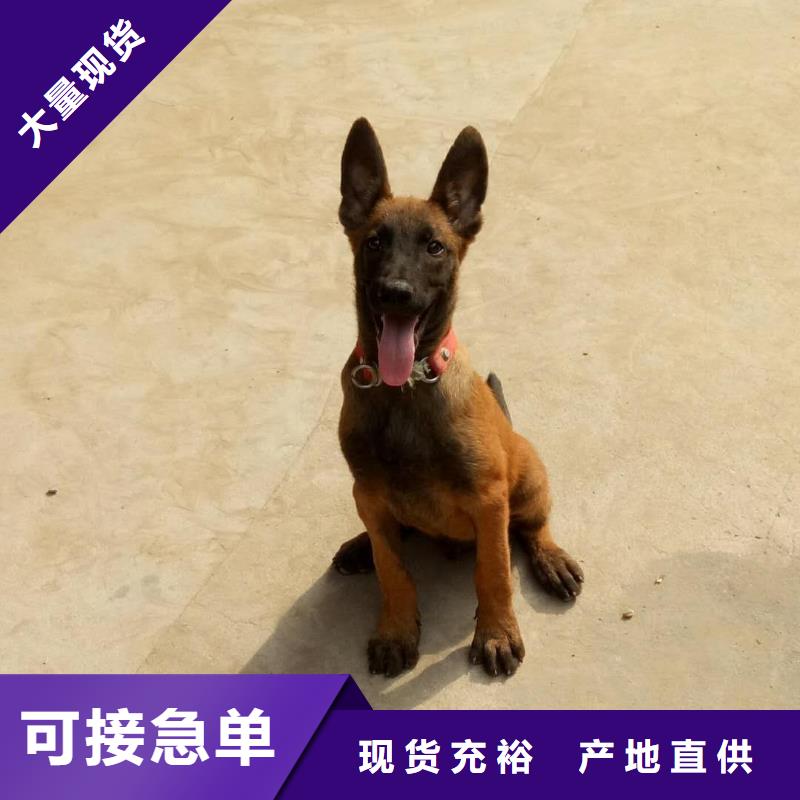 杜高犬视频-威远|隆昌|眉山|广安|宜宾|凉山|巴中|攀枝花|雅安一品杜高犬_ 一品犬舍(内江市分公司)