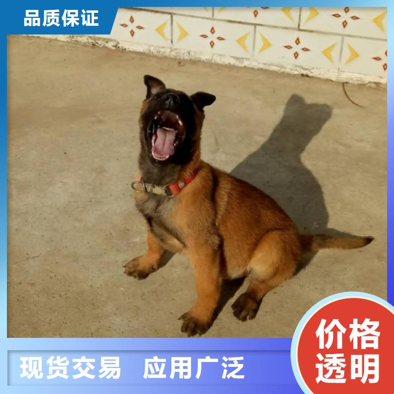杜高犬视频-杜高犬(一品)覆盖地域四川省自贡市大安|富顺|遂宁|宜宾|阿坝|凉山