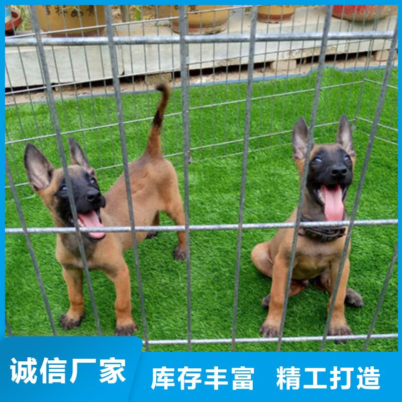 杜高犬视频-杜高犬(一品)覆盖地域四川省自贡市大安|富顺|遂宁|宜宾|阿坝|凉山