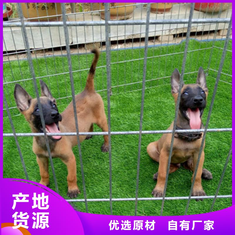 杜高犬视频-威远|隆昌|眉山|广安|宜宾|凉山|巴中|攀枝花|雅安一品杜高犬_ 一品犬舍(内江市分公司)