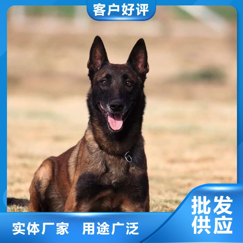 杜高犬视频-杜高犬(一品)覆盖地域四川省自贡市大安|富顺|遂宁|宜宾|阿坝|凉山