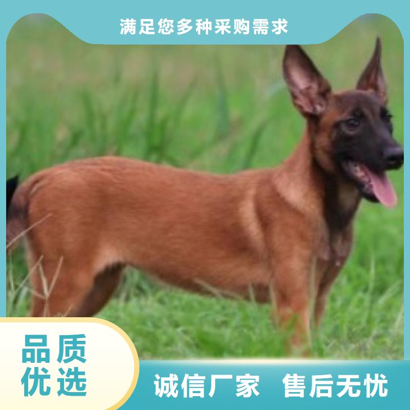 杜高犬视频-威远|隆昌|眉山|广安|宜宾|凉山|巴中|攀枝花|雅安一品杜高犬_ 一品犬舍(内江市分公司)