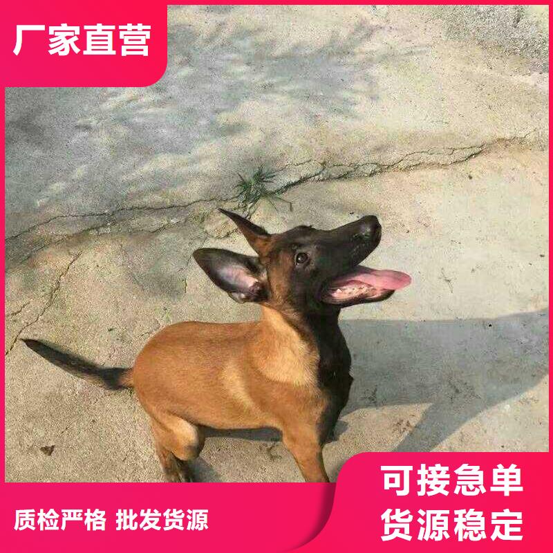 杜高犬视频-威远|隆昌|眉山|广安|宜宾|凉山|巴中|攀枝花|雅安一品杜高犬_ 一品犬舍(内江市分公司)