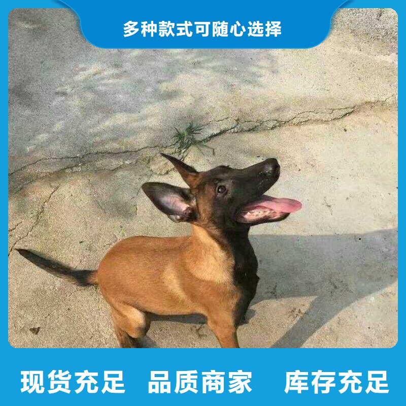 杜高犬视频-杜高犬(一品)覆盖地域四川省自贡市大安|富顺|遂宁|宜宾|阿坝|凉山