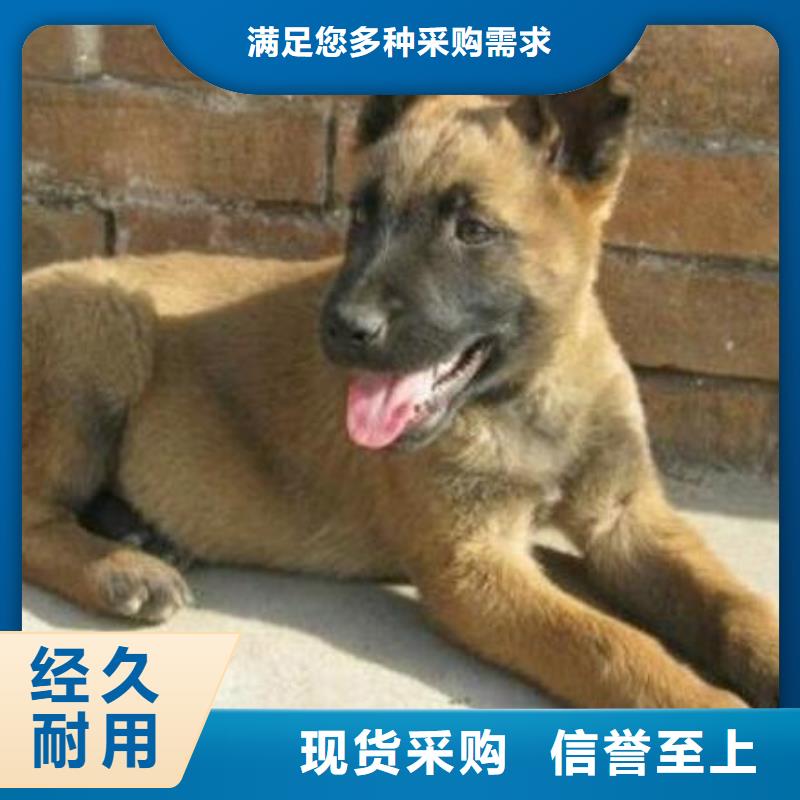 杜高犬视频-威远|隆昌|眉山|广安|宜宾|凉山|巴中|攀枝花|雅安一品杜高犬_ 一品犬舍(内江市分公司)
