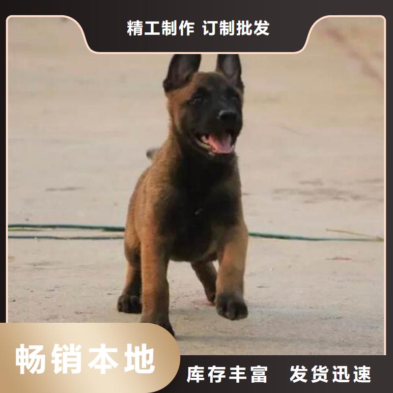 杜高犬视频-威远|隆昌|眉山|广安|宜宾|凉山|巴中|攀枝花|雅安一品杜高犬_ 一品犬舍(内江市分公司)