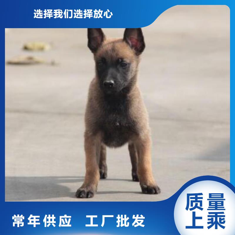 杜高犬视频-威远|隆昌|眉山|广安|宜宾|凉山|巴中|攀枝花|雅安一品杜高犬_ 一品犬舍(内江市分公司)