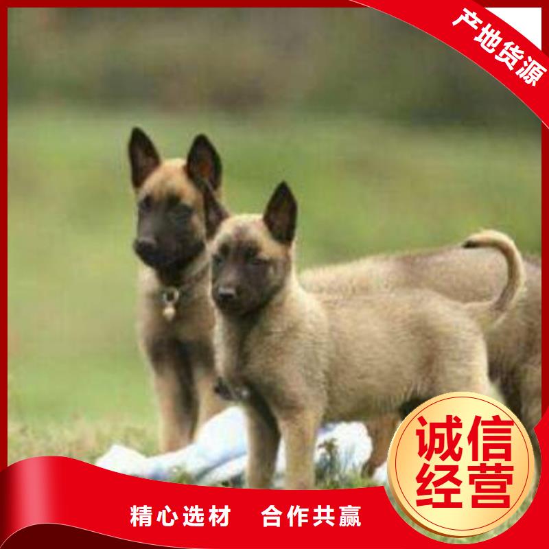 杜高犬视频-杜高犬(一品)覆盖地域四川省自贡市大安|富顺|遂宁|宜宾|阿坝|凉山