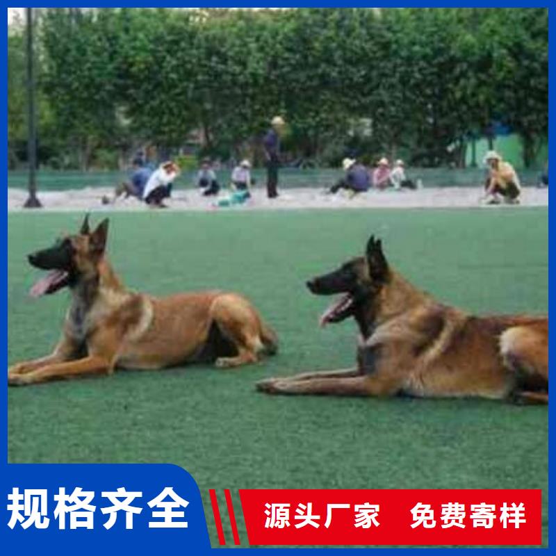 杜高犬视频-威远|隆昌|眉山|广安|宜宾|凉山|巴中|攀枝花|雅安一品杜高犬_ 一品犬舍(内江市分公司)
