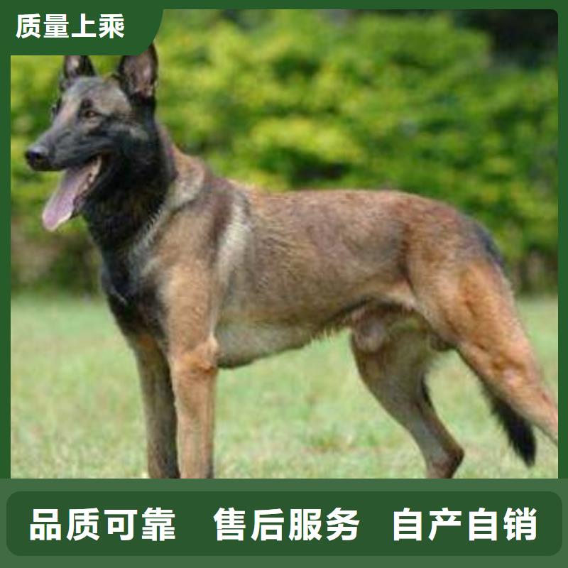 杜高犬视频-威远|隆昌|眉山|广安|宜宾|凉山|巴中|攀枝花|雅安一品杜高犬_ 一品犬舍(内江市分公司)