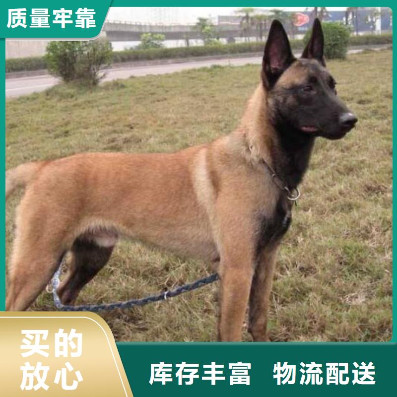 杜高犬视频-威远|隆昌|眉山|广安|宜宾|凉山|巴中|攀枝花|雅安一品杜高犬_ 一品犬舍(内江市分公司)