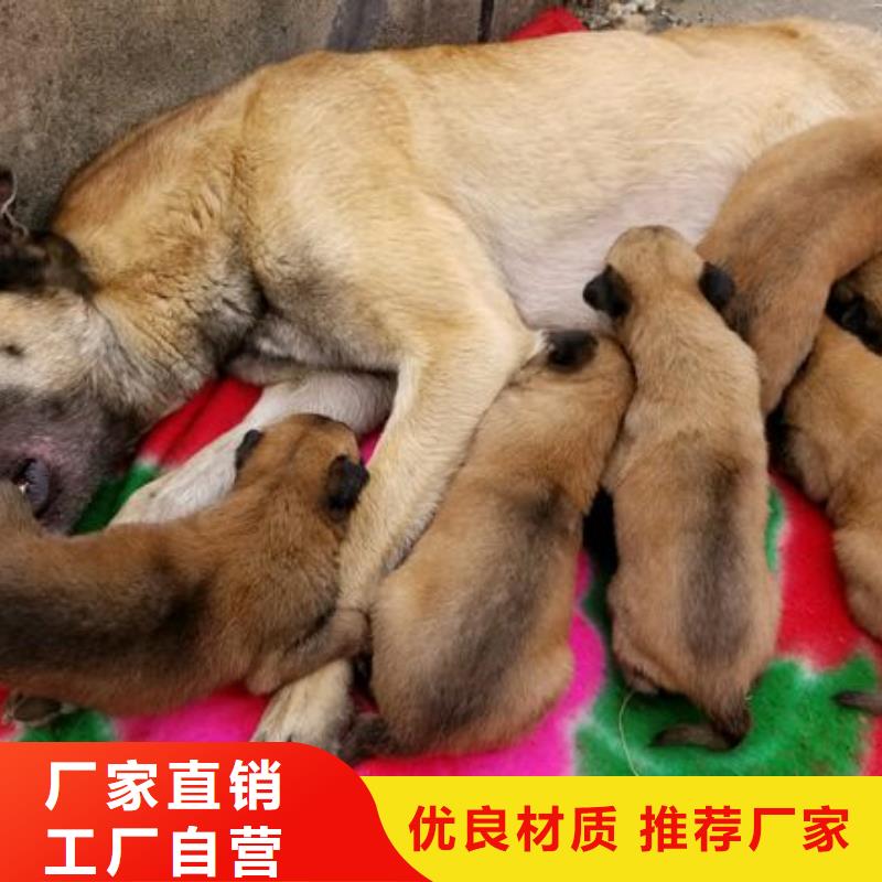 杜高犬视频-杜高犬(一品)覆盖地域四川省自贡市大安|富顺|遂宁|宜宾|阿坝|凉山