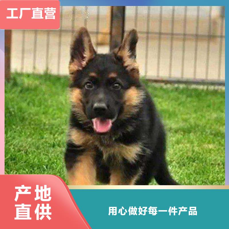 德国牧羊犬马犬品牌专营