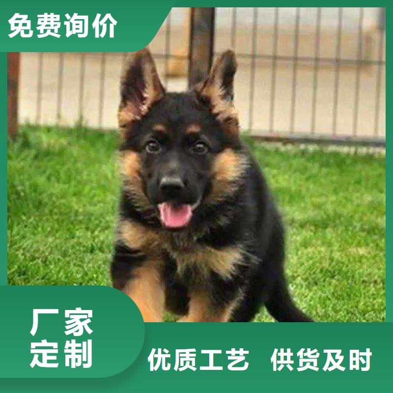 德國(guó)牧羊犬_杜賓犬專業(yè)生產(chǎn)團(tuán)隊(duì)