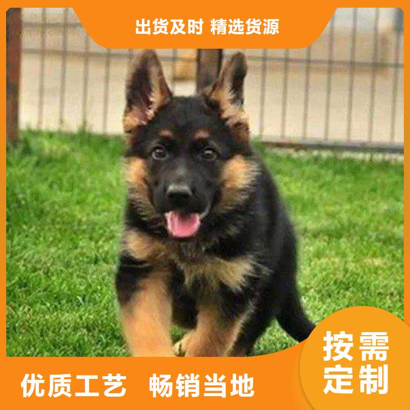 德國(guó)牧羊犬_羅威納犬品質(zhì)之選