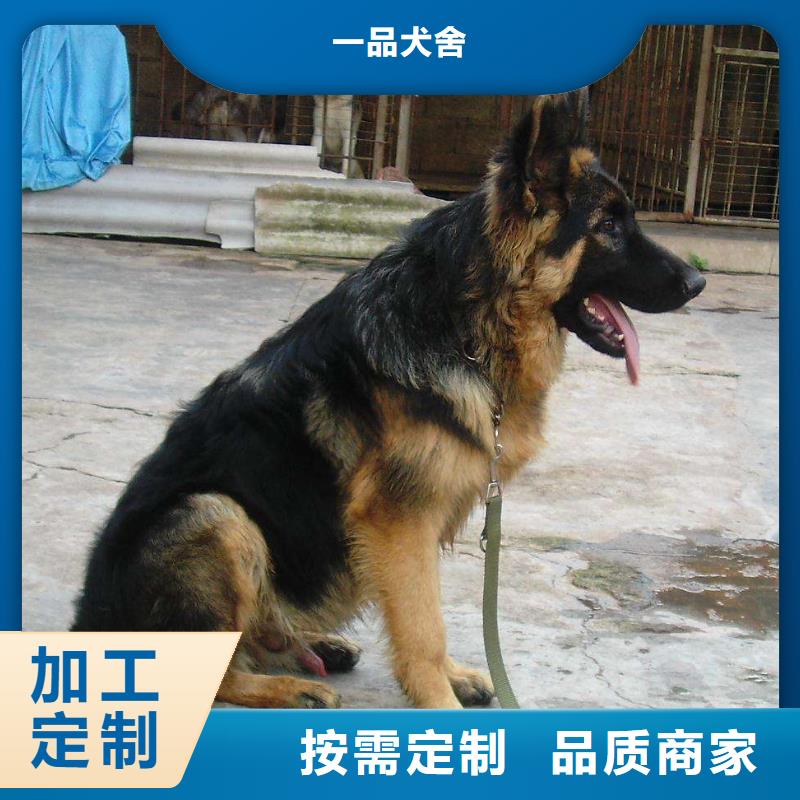 德國(guó)牧羊犬-德牧犬實(shí)力優(yōu)品