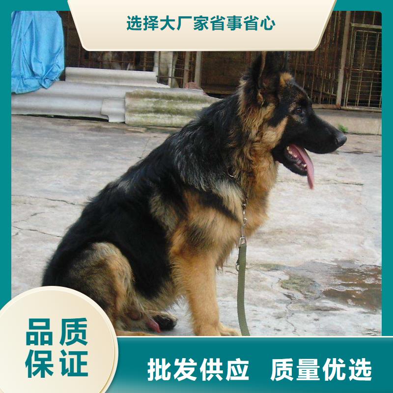 德國牧羊犬-杜賓犬專注品質(zhì)