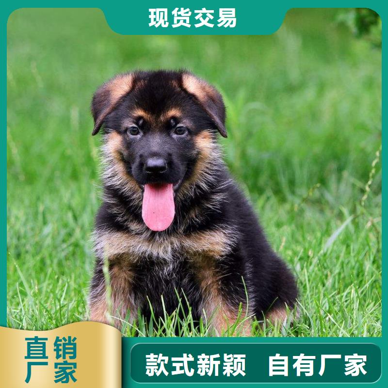 德國(guó)牧羊犬,黑狼現(xiàn)貨充足量大優(yōu)惠